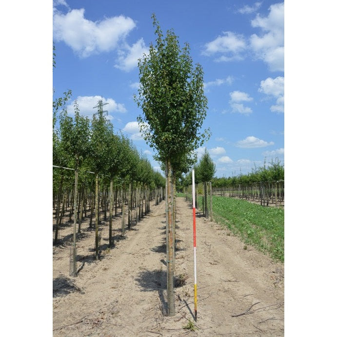 Trubbhagtorn - Crataegus monogyna 'Stricta' - Stammens omkrets 14-16 cm, höjd 3,5-4 meter, HS,